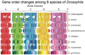 GRAPPA Gene order changes Drosophila