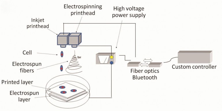 3d-bioprinter-tissue