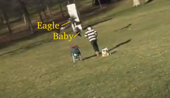 Eagle snatching baby