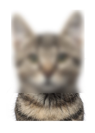 Blurred cat